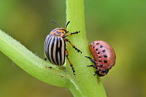 Colorado Potato Beetle (Leptinotarsa decemlineata) adult and larva, Switzerland