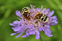 Bee Beetle (Trichius fasciatus) pair on flower, Switzerland