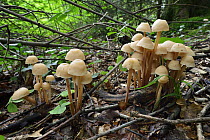 Clustered Toughshank Mushroom (Gymnopus confluens), Switzerland