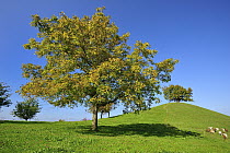 English Black Walnut (Juglans regia) tree, Zug, Switzerland