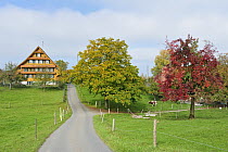 Walnut (Juglans sp) trees in autumn color near house, Zug, Switzerland