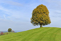Lime Tree (Tilia sp), Zug, Switzerland