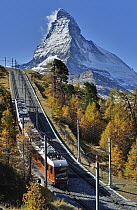 Larch (Larix sp) forest around train at the foot of the Matterhorn, Switzerland