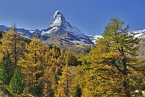 Larch (Larix sp) forest below the Matterhorn, Switzerland
