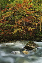 European Beech (Fagus sylvatica) forest around a creek, Switzerland