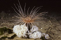 Tube-dwelling Anemone (Pachycerianthus fimbriatus) surrounded by egg masses, Vancouver Island, British Columbia, Canada