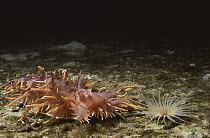 Giant Nudibranch (Dendronotus iris) attacking a Tube-dwelling Anemone (Pachycerianthus fimbriatus), Vancouver Island, British Columbia, Canada. Sequence 1 of 5