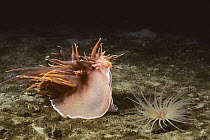 Giant Nudibranch (Dendronotus iris) attacking a Tube-dwelling Anemone (Pachycerianthus fimbriatus), Vancouver Island, British Columbia, Canada. Sequence 2 of 5