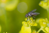 Tachinid Fly (Tachinidae) on a yellow flower, Nova Scotia, Canada