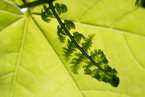 Fern (Adiantaceae) fiddlehead, Cape Breton Island, Nova Scotia, Canada
