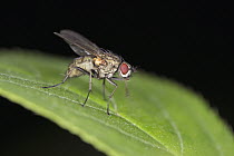 Tachinid Fly (Tachinidae), Nova Scotia, Canada