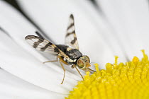 Picture-winged Fly (Ulidiidae) on a daisy, Nova Scotia, Canada