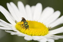 Halictid Bee (Augochlora sp) pollinating a daisy, Nova Scotia, Canada
