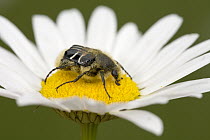 Burying Beetle (Silphidae) pollinating a daisy, Nova Scotia, Canada