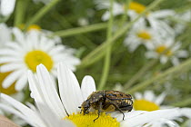 Burying Beetle (Silphidae) pollinating a daisy, Nova Scotia, Canada