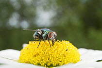 Greenbottle Fly (Lucilia sericata) pollinating a daisy, Nova Scotia, Canada