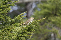 Hermit Thrush (Catharus guttatus) male singing, Nova Scotia, Canada