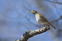 Hermit Thrush (Catharus guttatus) singing, Nova Scotia, Canada