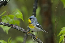 Northern Parula (Setophaga americana) singing, Nova Scotia, Canada