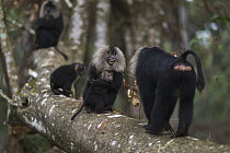 Lion-tailed Macaque (Macaca silenus) female clutching her baby to protect it from advancing male, Indira Gandhi National Park, Western Ghats, India