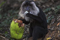 Lion-tailed Macaque (Macaca silenus) female feeding on Jackfruit, Indira Gandhi National Park, Western Ghats, India