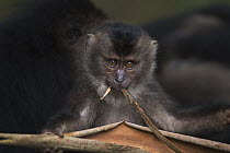 Lion-tailed Macaque (Macaca silenus) baby playing with dried leaf, Indira Gandhi National Park, Western Ghats, India