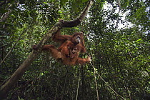 Sumatran Orangutan (Pongo abelii) fourteen year old female, named Sepi, swinging from tree with her male baby, named Casa, Gunung Leuser National Park, Sumatra, Indonesia
