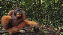 Sumatran Orangutan (Pongo abelii) twenty-six year old male, named Halik, sitting on bench made for tourists, Gunung Leuser National Park, Sumatra, Indonesia