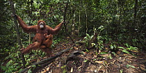 Sumatran Orangutan (Pongo abelii) twenty-two year old female, named Sandra, hanging from lianas with her female baby, named Sandri, Gunung Leuser National Park, Sumatra, Indonesia