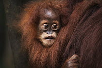 Sumatran Orangutan (Pongo abelii) female baby, named Sandri, curling lip, Gunung Leuser National Park, Sumatra, Indonesia