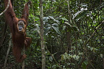 Sumatran Orangutan (Pongo abelii) thirty-six year old female, named Suma, hanging from lianas, Gunung Leuser National Park, Sumatra, Indonesia