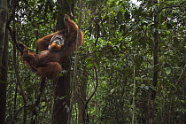 Sumatran Orangutan (Pongo abelii) twenty-six year old male, named Halik, supported by liana, Gunung Leuser National Park, Sumatra, Indonesia