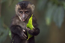 Lion-tailed Macaque (Macaca silenus) baby holding leaf with tongue sticking out, Indira Gandhi National Park, Western Ghats, India