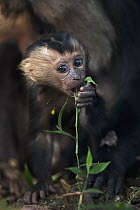 Lion-tailed Macaque (Macaca silenus) baby feeding on leaves, Indira Gandhi National Park, Western Ghats, India