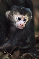 Lion-tailed Macaque (Macaca silenus) newborn, Indira Gandhi National Park, Western Ghats, India