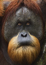 Sumatran Orangutan (Pongo abelii) twenty-six year old male, named Halik, biting lip, Gunung Leuser National Park, Sumatra, Indonesia