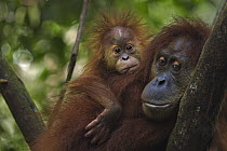 Sumatran Orangutan (Pongo abelii) fourteen year old female, named Sepi, with her male baby, named Casa, Gunung Leuser National Park, Sumatra, Indonesia