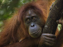 Sumatran Orangutan (Pongo abelii) fourteen year old female, named Sepi, in tree, Gunung Leuser National Park, Sumatra, Indonesia