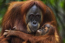 Sumatran Orangutan (Pongo abelii) twenty-four year old female, named Ratna, playing with her female baby, named Global, Gunung Leuser National Park, Sumatra, Indonesia