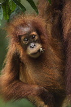 Sumatran Orangutan (Pongo abelii) female baby, named Sandri, Gunung Leuser National Park, Sumatra, Indonesia