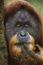 Sumatran Orangutan (Pongo abelii) twenty-six year old male, named Halik, touching lip, Gunung Leuser National Park, Sumatra, Indonesia