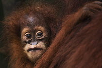 Sumatran Orangutan (Pongo abelii) female baby, named Sandri, Gunung Leuser National Park, Sumatra, Indonesia