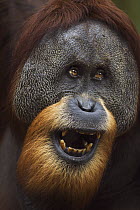 Sumatran Orangutan (Pongo abelii) twenty-six year old male, named Halik, in threat display, Gunung Leuser National Park, Sumatra, Indonesia