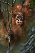Sumatran Orangutan (Pongo abelii) female baby, named Sandri, playing in tree, Gunung Leuser National Park, Sumatra, Indonesia