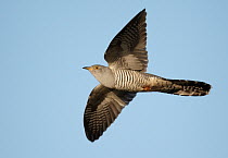 Common Cuckoo (Cuculus canorus) flying, Schleswig-Holstein, Germany