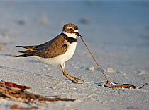 Semipalmated Plover (Charadrius semipalmatus) pulling a worm out of the sand, Florida