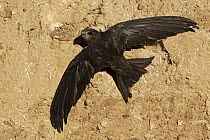 Common Swift (Apus apus), Castile-La Mancha, Spain
