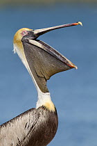 Brown Pelican (Pelecanus occidentalis), Florida