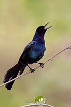 Boat-tailed Grackle (Quiscalus major), Florida
