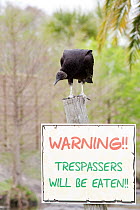 American Black Vulture (Coragyps atratus) on warning sign, Florida